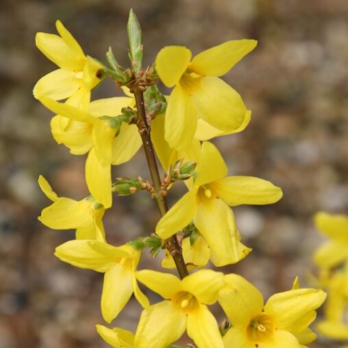 Forsythia intermedia 'Lynwood'